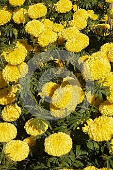 Marigold flowers in the garden. Marigold is a genus of flowering plants