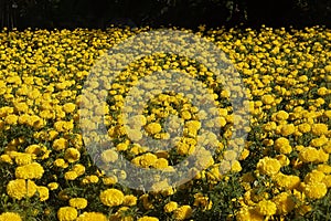 Marigold flowers in the garden. Marigold is a genus of flowering plants