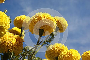 Marigold flowers in the garden. Marigold is a genus of flowering plants