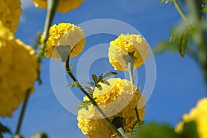 Marigold flowers in the garden. Marigold is a genus of flowering plants