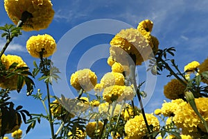 Marigold flowers in the garden. Marigold is a genus of flowering plants