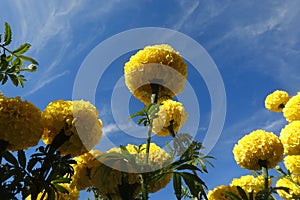 Marigold flowers in the garden. Marigold is a genus of flowering plants