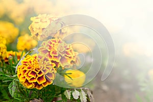 Marigold flowers in the garden on summer , yellow flowers ,beautiful flowers on summer in the nice day herb flowers