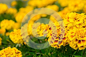 Marigold flowers in the garden on summer , yellow flowers ,beautiful flowers on summer in the nice day herb flowers