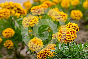 Marigold flowers in the garden on summer , yellow flowers ,beautiful flowers on summer in the nice day herb flowers