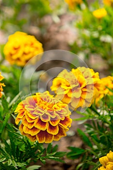 Marigold flowers in the garden on summer , yellow flowers ,beautiful flowers on summer in the nice day herb flowers