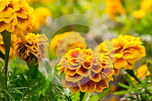 Marigold flowers in the garden on summer , yellow flowers ,beautiful flowers on summer in the nice day herb flowers