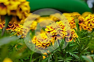 Marigold flowers in the garden on summer , yellow flowers ,beautiful flowers on summer in the nice day herb flowers