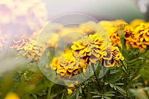 Marigold flowers in the garden on summer , yellow flowers ,beautiful flowers on summer in the nice day herb flowers