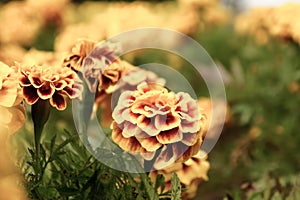 Marigold flowers in the garden on summer , yellow flowers ,beautiful flowers on summer in the nice day herb flowers