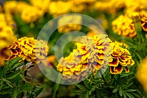 Marigold flowers in the garden on summer , yellow flowers ,beautiful flowers on summer in the nice day herb flowers