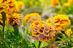 Marigold flowers in the garden on summer , yellow flowers ,beautiful flowers on summer in the nice day herb flowers