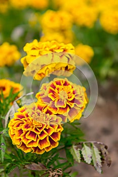 Marigold flowers in the garden on summer , yellow flowers ,beautiful flowers on summer in the nice day herb flowers