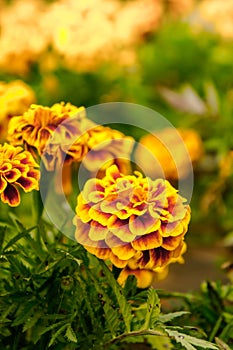 Marigold flowers in the garden on summer , yellow flowers ,beautiful flowers on summer in the nice day herb flowers