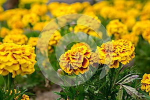 Marigold flowers in the garden on summer , yellow flowers ,beautiful flowers on summer in the nice day herb flowers