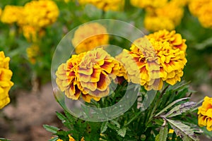 Marigold flowers in the garden on summer , yellow flowers ,beautiful flowers on summer in the nice day herb flowers