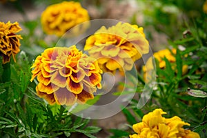 Marigold flowers in the garden on summer , yellow flowers ,beautiful flowers on summer in the nice day herb flowers