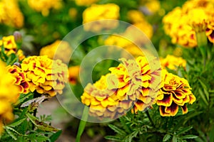 Marigold flowers in the garden on summer , yellow flowers ,beautiful flowers on summer in the nice day herb flowers