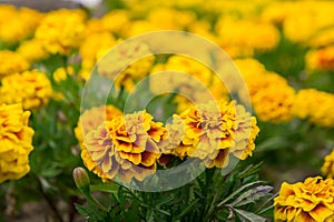 Marigold flowers in the garden on summer , yellow flowers ,beautiful flowers on summer in the nice day herb flowers