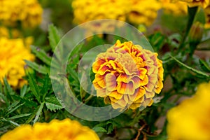 Marigold flowers in the garden on summer , yellow flowers ,beautiful flowers on summer in the nice day herb flowers