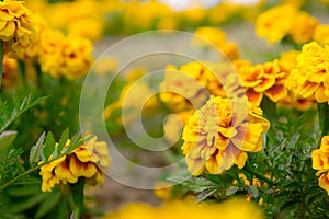 Marigold flowers in the garden on summer , yellow flowers ,beautiful flowers on summer in the nice day herb flowers