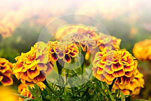 Marigold flowers in the garden on summer , yellow flowers ,beautiful flowers on summer in the nice day herb flowers