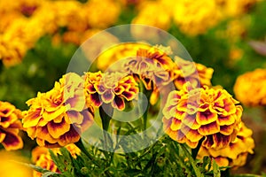 Marigold flowers in the garden on summer , yellow flowers ,beautiful flowers on summer in the nice day herb flowers