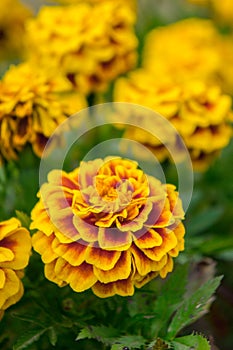 Marigold flowers in the garden on summer , yellow flowers ,beautiful flowers on summer in the nice day herb flowers