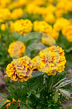 Marigold flowers in the garden on summer , yellow flowers ,beautiful flowers on summer in the nice day herb flowers