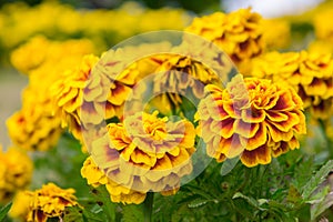 Marigold flowers in the garden on summer , yellow flowers ,beautiful flowers on summer in the nice day herb flowers