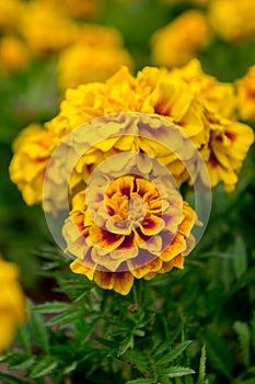 Marigold flowers in the garden on summer , yellow flowers ,beautiful flowers on summer in the nice day herb flowers