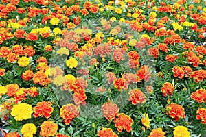 Marigold Flowers photo