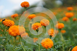 Marigold flowers, Grange Marigold flowers farming.