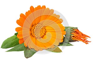 marigold flowers with green leaf isolated on white background. calendula flower