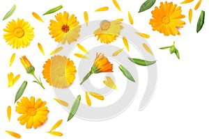 marigold flowers with green leaf isolated on white background. calendula flower. top view