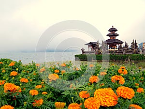 Marigold flowers and Hindu temple at Bedugul Bali photo