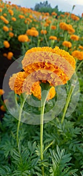 Marigold Flowers in the india.