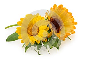 Marigold flowers isolated on white