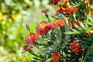 Marigold flowers on the lawn