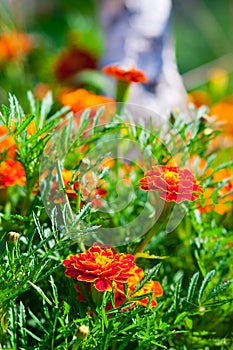 Marigold flowers on the lawn