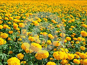 Marigold flowers in the meadow