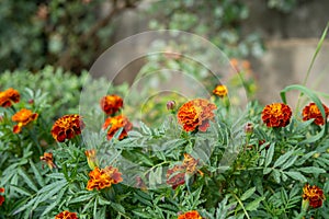 Marigold flowers in the park with blurred background and neutral space above
