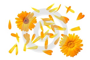 Marigold flowers with petals isolated on white background. calendula flower. top view