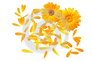 marigold flowers with petals isolated on white background. calendula flower. top view