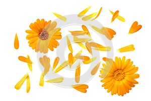 Marigold flowers with petals isolated on white background. calendula flower. top view photo