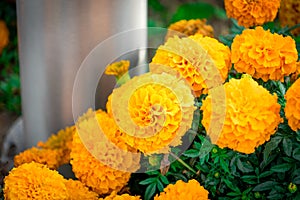 Marigold flowers photographed in a flower bed