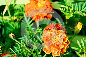 Marigold flowers photographed in a flower bed
