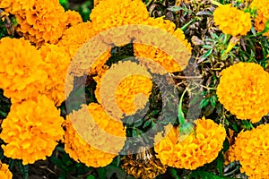 Marigold flowers photographed in a flower bed