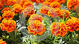 Marigold flowers in a pot photo