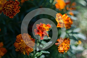 Marigold flowers, selective focus, shallow depth of field